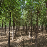 3公分榆树价格-熟根苗-共图发展