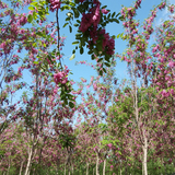 2公分香花槐价格-苗木种植-来电咨询
