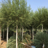 14公分馒头柳价格-优势产品-无病虫害