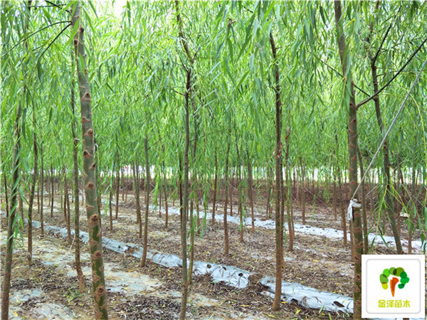 垂柳出售_青皮垂柳价格_湖北仙桃垂柳的价格