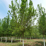 10公分复叶槭价格-好栽培-基地出售