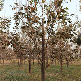 13公分柿子树价格-种植基地-景观工程