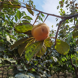 12公分柿子树价格-指导栽培-根系发达