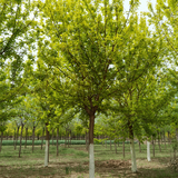 14公分复叶槭价格-多种规格-城市行道树