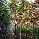 4公分火炬树-绿化工程-绿化苗木