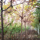 6公分火炬树价格-科技种植-优良树种