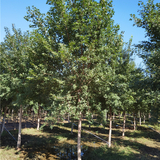 7公分五角枫价格-联体经营-优良树种