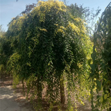 8公分金叶垂榆种植
