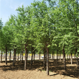 3公分旱柳价格-精心种植-景观工程