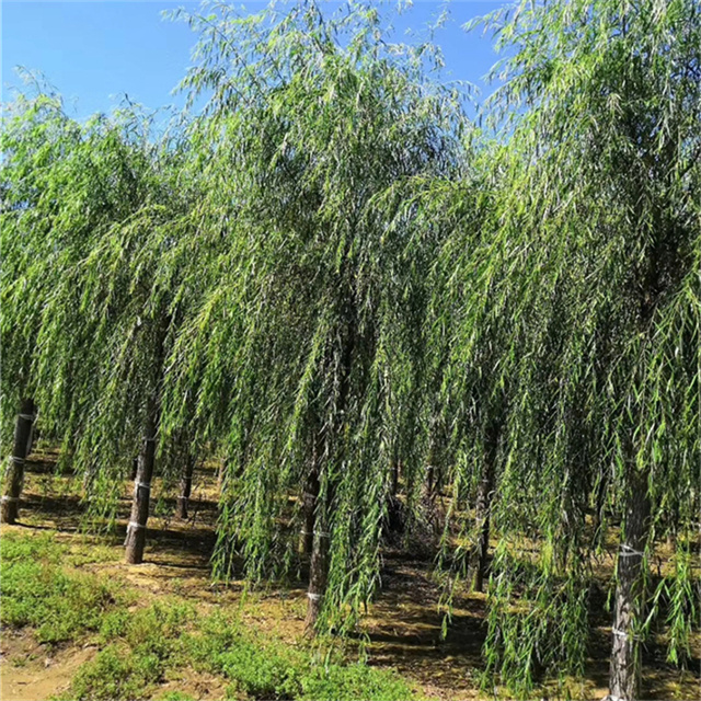 北京柳树产地 - 金叶槐|刺槐|榆树|红花刺槐[金泽苗圃场]