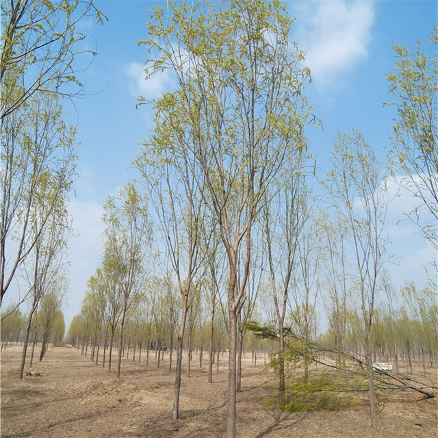 河北7公分旱柳价格