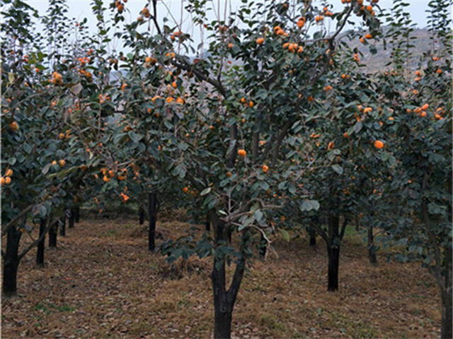 湖北柿子树产地