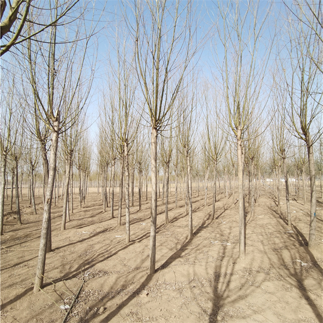 保定旱柳小苗价格