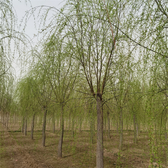 湖北柳树苗 - 金叶槐|刺槐|榆树|红花刺槐[金泽苗圃场]