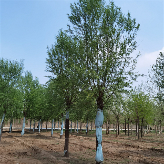 河北旱柳苗圃