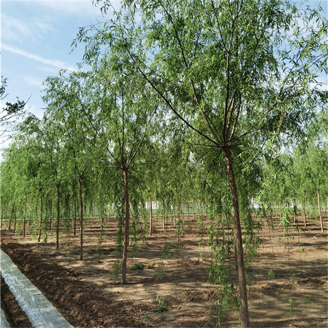 河北柳树批发基地