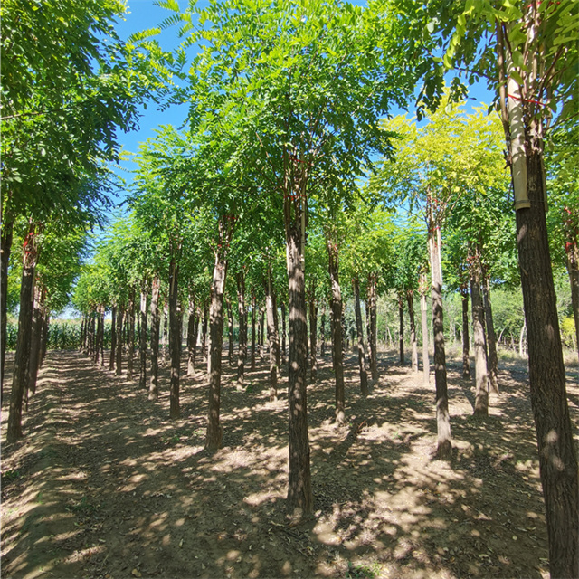 保定香花槐图片